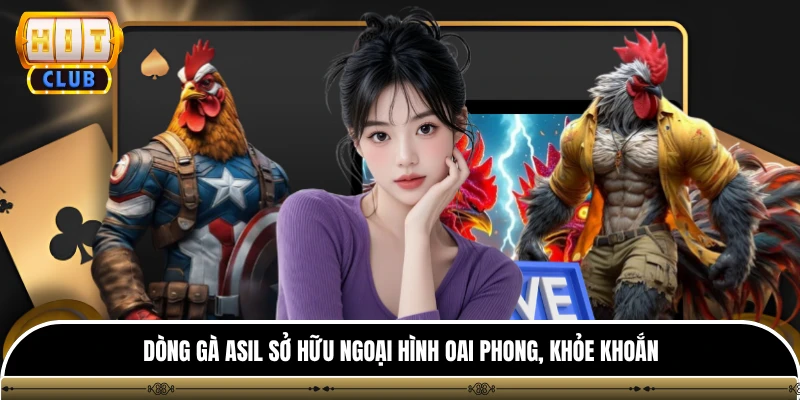 Đá Gà Cựa Sắt Hitclub - Sảnh Kê Chiến Đỉnh Cao Mới Nhất 4 Dòng gà Asil sở hữu ngoại hình oai phong, khỏe khoắn